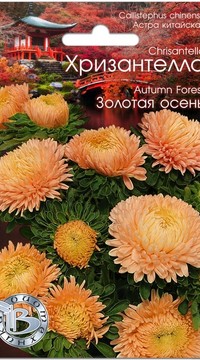 Астра китайская Хризантелла Золотая осень