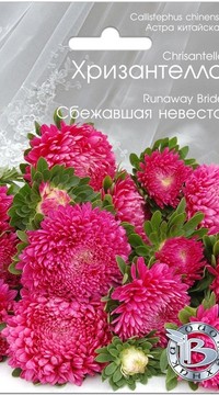 Астра китайская Хризантелла Сбежавшая невеста