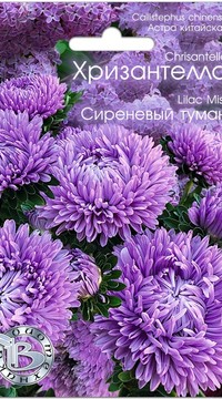 Астра китайская Хризантелла Сиреневый туман