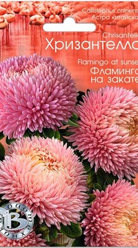 Астра китайская Хризантелла Фламинго на закате