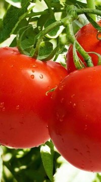 Томат Беталюкс