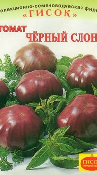 Томат Черный слон евро