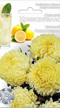 Астра китайская Хризантелла Лимончелло