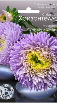 Астра Хризантелла Лунный камень