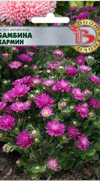 Астра китайская Бамбина Кармин