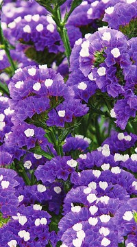 Статица Синяя полночь