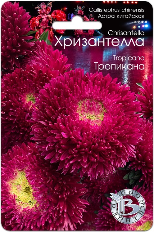astra-kitajskaya-xrizantella-tropikana astra-kitajskaya-xrizantella-tropikana