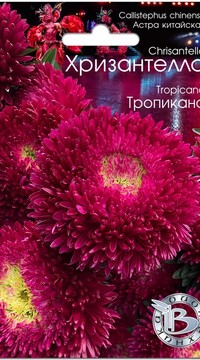 Астра китайская Хризантелла Тропикана