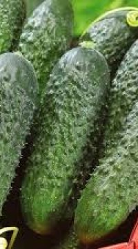 Огурец Директор F1