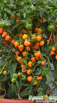 Перец Трюфелек Оранжевый  F1