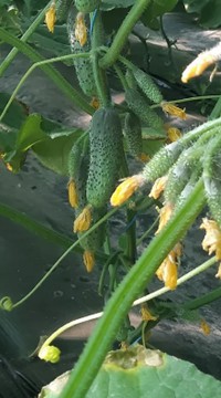 Огурец Антисипатор F1