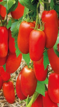 Томат Стерлядь F1