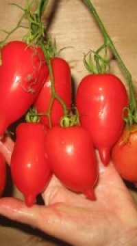 Томат Легенда Тарасенко