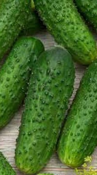 Огурец Сремский F1