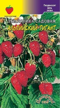 Земляника  Альпийский гигант