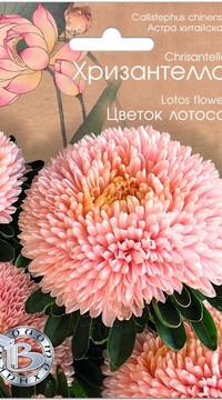 Астра Хризантелла Цветок лотоса