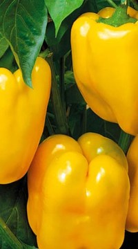 Перец Русский Гигант Жёлтый