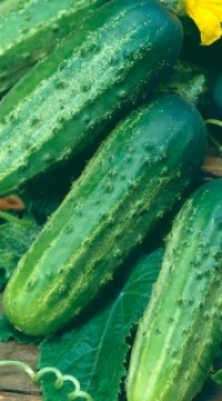 Огурец Цезарь F1