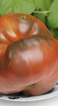 Томат Хоумстед