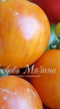 Томат Баланс F1