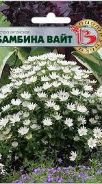 Астра китайская Бамбина Вайт