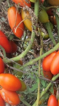 Томат Ниагара