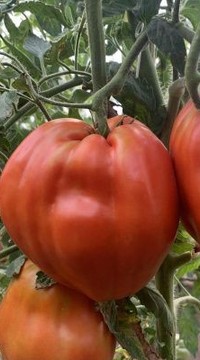 Томат Польская Слива Тетушки Сварло