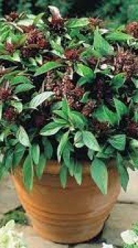 Базилик Тайская королева