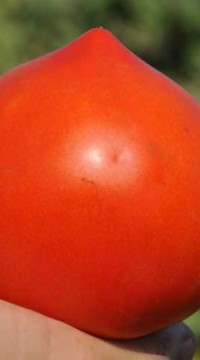 Томат Супернова F1