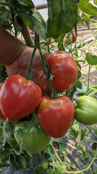 Томат Окс десерт F1 (Ox Desert F1)