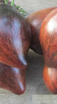 Томат Мятежный звездный истребитель