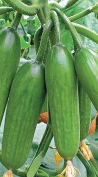 Огурец Супер бейби F1