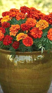 Бархатцы Хамелеон