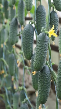 Огурец Сатоми F1