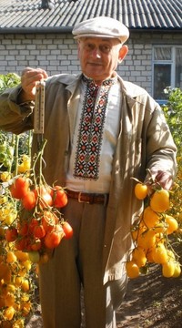 Томат Сливка Бендрика желтая