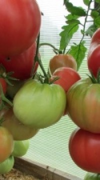 Томат Колхозная королева