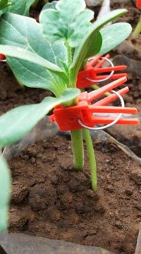 Подвой Кобальт F1