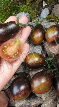 Томат Синие ключи