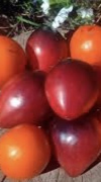 Томат Сержант Пеппер биколор