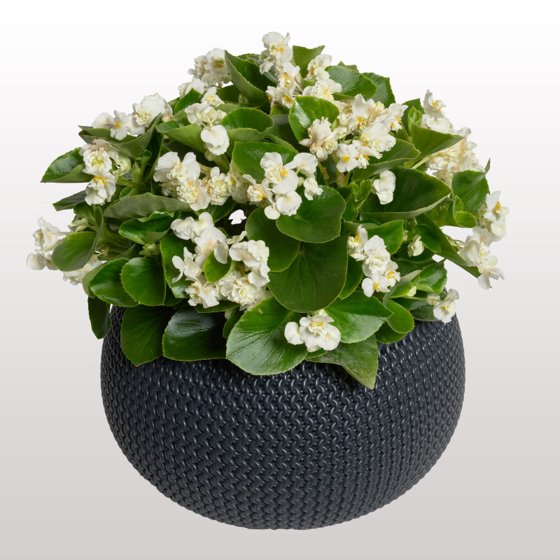 begonia-semperflorens-flowerball-white begonia-semperflorens-flowerball-white