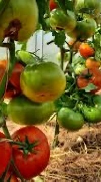 Томат Кумир от Медведева