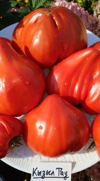 Томат Кызыл Тау от Алифирова