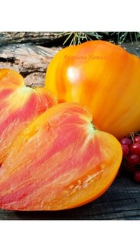 Томат Янтарный барон