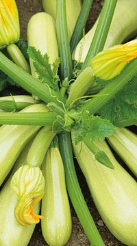 Кабачок Марселла F1