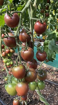 Томат Мерхаба F1