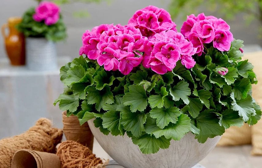 pelargonia_03 pelargonia_03