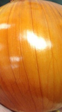 Лук репчатый Экстаз