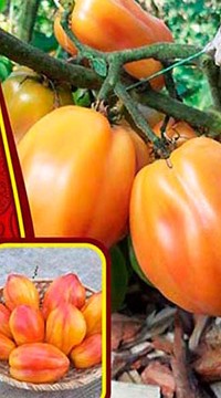 Томат Калифорнийский тюльпан Томат Калифорнийский тюльпан