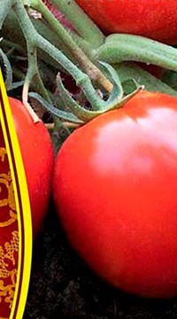 Томат Минусинская сливка низкая