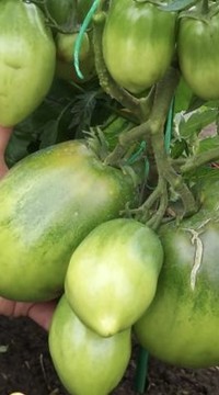 Томат Дедушкины муди